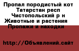 Пропал породистый кот - Татарстан респ., Чистопольский р-н Животные и растения » Пропажи и находки   